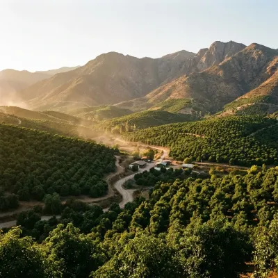 Plantación de paltas en el Valle de Quillota